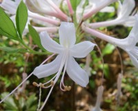 rhododendron atlanticum 1.jpg
